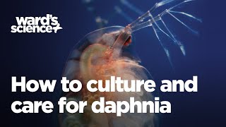 Caring and Culturing for Daphnia [upl. by Pisano]