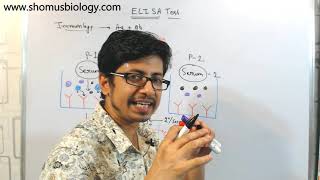 ELISA test procedure  what is elisa assay [upl. by Yecart]