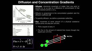 Ficks First Law 1 Diffusion Flux and Concentration Gradients [upl. by Marylou]