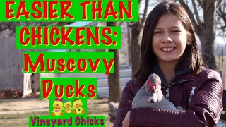 How to Care for Muscovy Ducks EP73 [upl. by Neeka]