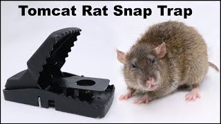 The Tomcat Rat Snap Trap amp A Bobcat Mousetrap Monday [upl. by Ratna179]