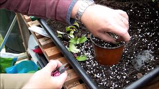 Pinching out and taking fuchsia cuttings [upl. by Silvers]