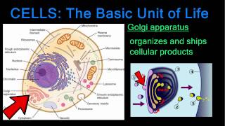 Cells The Basic Unit of Life [upl. by Florri]