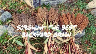 Sorghum The Best Backyard Grain Episode 21 Explosive Metabolism [upl. by Tabbitha444]