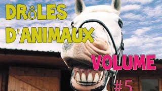 10 Races de Chiens du Chiot a lAdulte [upl. by Eatnuhs969]