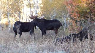 The quotREALquot Big Bull Moose Rut [upl. by Capps]