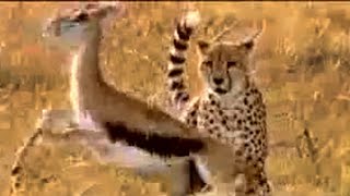 CHEETAH vs GAZELLE  BBC Studios [upl. by Anevad]