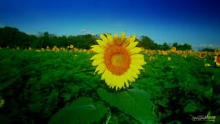 Like A Sunflower Hymns Saurav Goswami With Lyrics [upl. by Yajet]