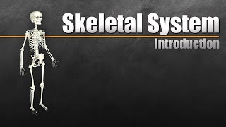 Introduction to the Skeletal System In 7 Minutes [upl. by Nohcim]