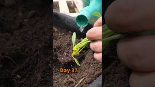 How to Grow Golden Beetroot from Seed to Harvest [upl. by Nnylacissej565]