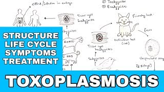 Toxoplasmosis  Toxoplasma gondii  Structure Life cycle Symptoms Treatment  Bio science [upl. by Arayt]