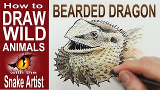 How to Draw a Bearded Dragon [upl. by Deena476]