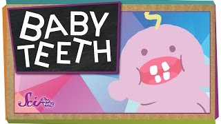 Why Do We Have Baby Teeth [upl. by Tan652]