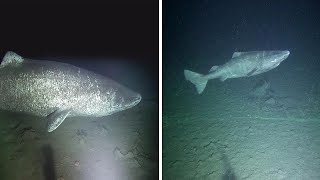 Rare Footage Of Greenland Shark Alive For Over 500 Years Old [upl. by Rochette976]