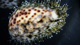 Facts The Tiger Cowrie [upl. by Idroj]