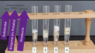 Enzyme Potato Experiment [upl. by Hussar422]