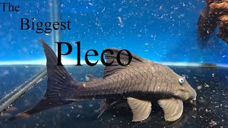 7 Largest Plecos Hypostominae How big will my pleco grow [upl. by Erasme]