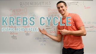 Krebs Cycle Explained [upl. by Twyla]