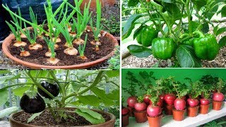 Top 10 easy to grow vegetables for beginners [upl. by Mecke]