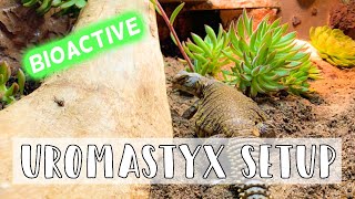 Starting a Bioactive Uromastyx Setup  DIY Reptile Background [upl. by Fitalludba]