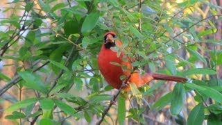 Northern Cardinal Calling  4 different calls [upl. by Bernita29]