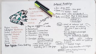 Morphology Of Frog Class 11 [upl. by Marya]