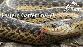 The Eastern Garter Snake Everything You Need To Know [upl. by Marwin415]