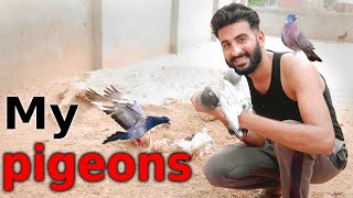 My pigeons New Home  Shehar Main Dihat [upl. by Furgeson261]