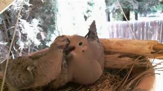 Mourning Dove Family  Part 2 Hatching and raising young [upl. by Anagnos81]