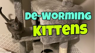 Deworming Kittens [upl. by Oraneg510]