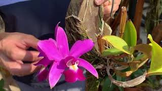 How I care for my Cattleya violacea [upl. by Yttisahc661]