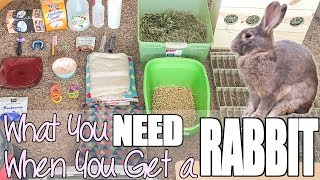 What You Need When You Get A Rabbit [upl. by Mccowyn]