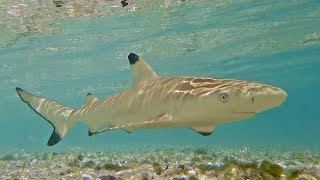 Snorkeling Maldives 2017 – REEF LIFE 4K  UHD [upl. by Yolande]