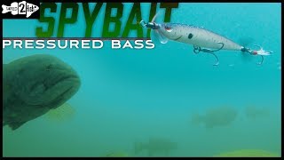 Tips for Spybaiting Pressured Bass [upl. by Jerome98]