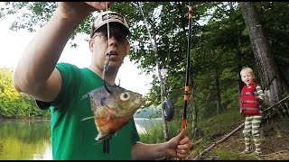 How to catch catfish from the bank  Bank fishing for catfish [upl. by Ahsocin]