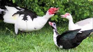 quotMuscovy Ducksquot Documentary [upl. by Gwenette]