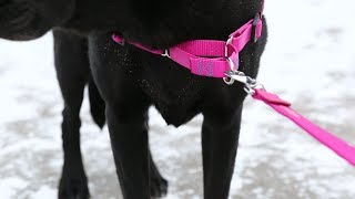 How To Put On A NoPull Dog Harness [upl. by Ellehcal57]