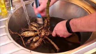 How to Store Dahlia Tubers Over Winter [upl. by Nodlew]