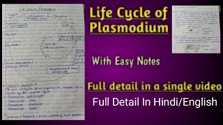 Life cycle of Plasmodium [upl. by Goldshell707]