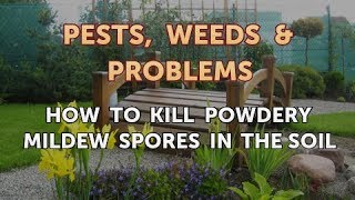 How to Kill Powdery Mildew Spores in the Soil [upl. by Siravart]