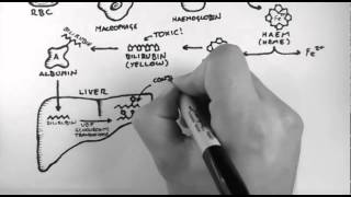 Bilirubin 1  Bilirubin Pathway [upl. by Lucky]