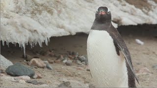 Gentoo Penguins [upl. by Freya]