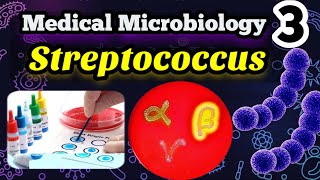 Streptococcus شرح بالعربي Morphology Classification and identification [upl. by Durrell]