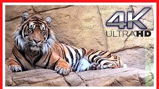 London Zoo Animals  FULL walking tour  Things to do in LONDON  3h40m [upl. by Nylanna882]