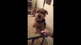 Norfolk Terrier Grooming [upl. by Gimble]