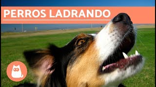 Los mejores LADRIDOS DE PERROS 🐶 Perros LADRANDO ¡MUY DIVERTIDO [upl. by Ylekalb]