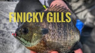 Ice Fishing Finicky BLUEGILLS Iowa Lake Okoboji icefishing [upl. by Huei]