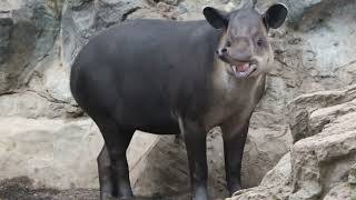 Bairds Tapir [upl. by Leahcimsemaj]