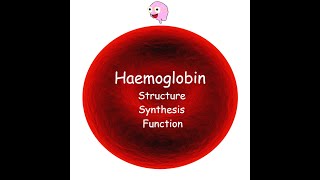 Part 3 Haemoglobin  Structure Synthesis Types and Function [upl. by Riamo]