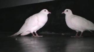 Beautiful White Doves Coo Call Sound  World Best Doves Cooing Sound [upl. by Norre]